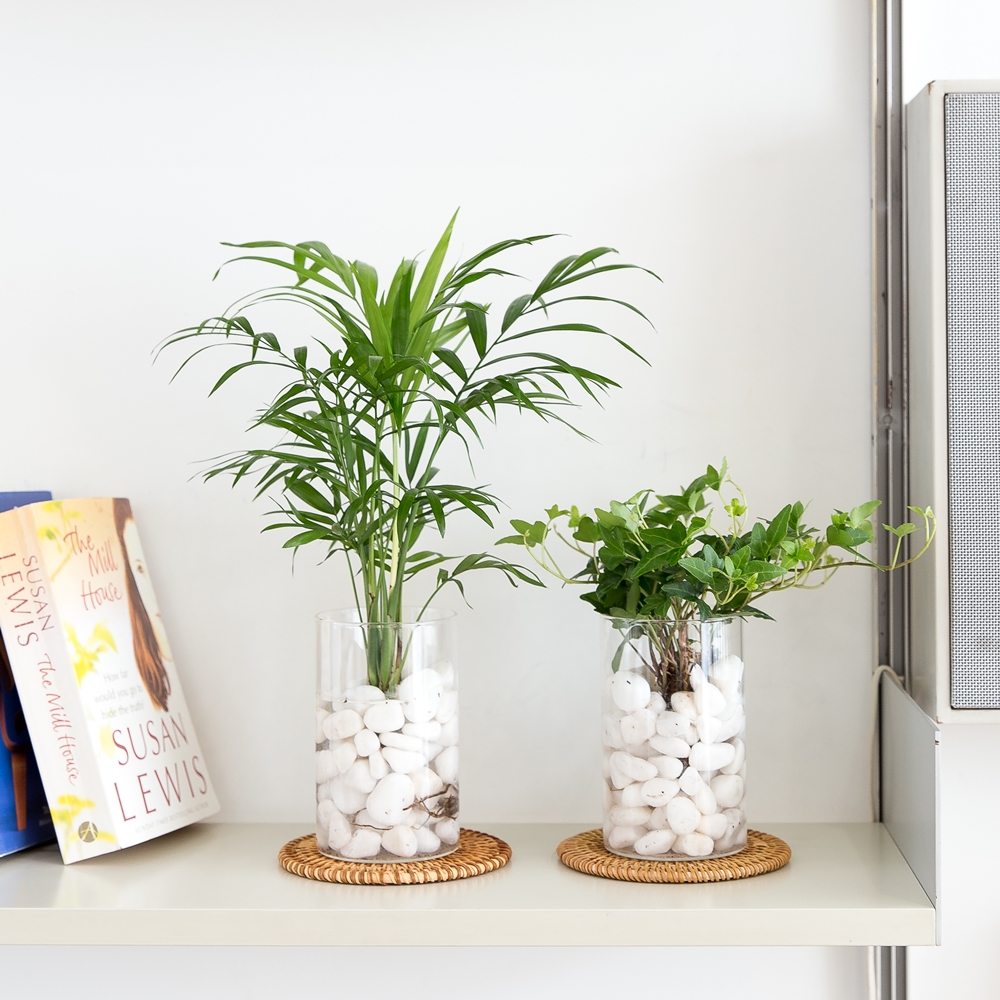 피플랜트 아이비 흰자갈 수경재배 수생 식물 키우기 이미지 2