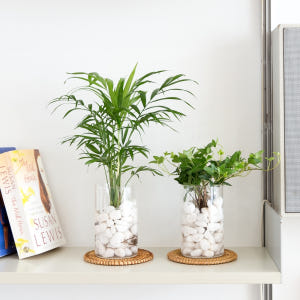 피플랜트 아이비 흰자갈 수경재배 수생 식물 키우기 실사용 후기 | 효과 있을까? - 상품 이미지 2