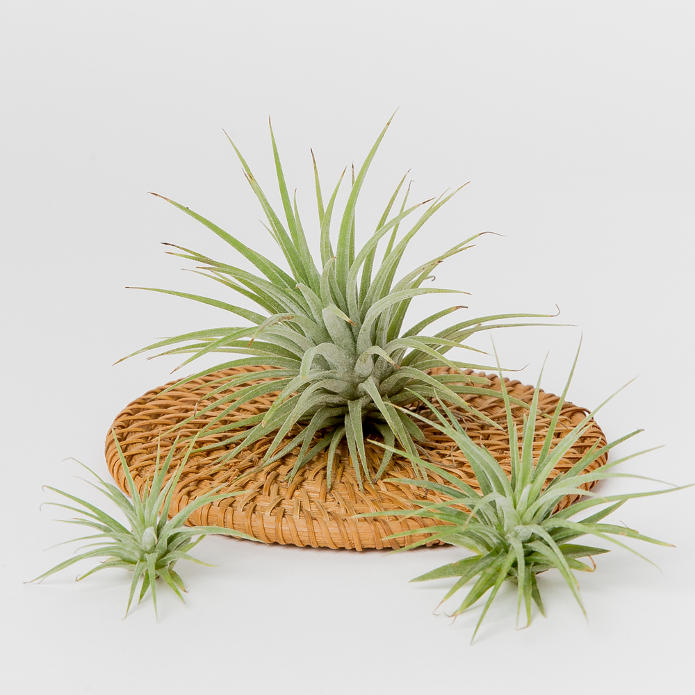 소형 이오난사 틸란드시아 먼지제거식물 키우기 제품 이미지