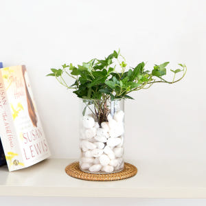 피플랜트 아이비 흰자갈 수경재배 수생 식물 키우기 실사용 후기 | 효과 있을까? - 상품 이미지 4