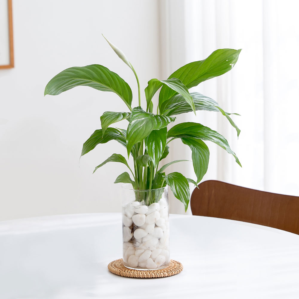 수경재배식물 수생식물 수중식물 키우기 화분 뿌리 어항 스파트필름 흰자갈 이미지 3