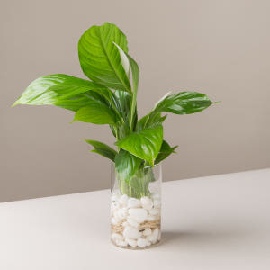 수경재배식물 수생식물 수중식물 키우기 화분 뿌리 어항 스파트필름 흰자갈 실사용 후기 | 효과 있을까? - 상품 이미지 4