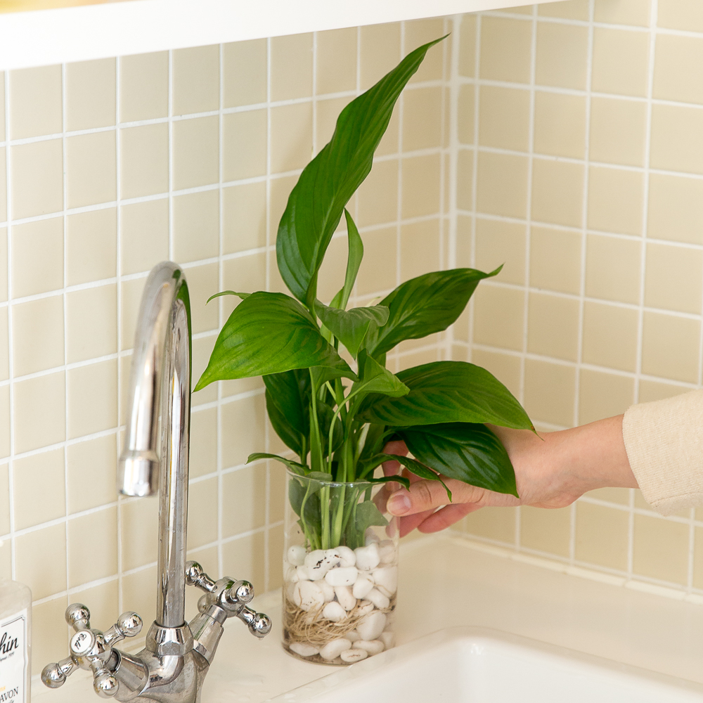 수경재배식물 수생식물 수중식물 키우기 화분 뿌리 어항 스파트필름 흰자갈 이미지 2