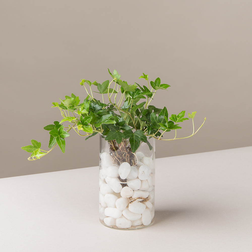 피플랜트 아이비 흰자갈 수경재배 수생 식물 키우기 이미지 3