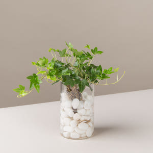 피플랜트 아이비 흰자갈 수경재배 수생 식물 키우기 실사용 후기 | 효과 있을까? - 상품 이미지 3