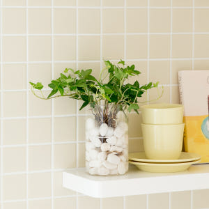 피플랜트 아이비 흰자갈 수경재배 수생 식물 키우기 실사용 후기 | 효과 있을까? - 상품 이미지 1