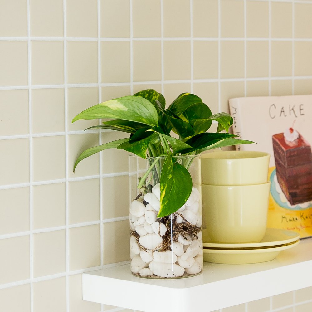 피플랜트 스킨답서스 흰자갈 수경재배 수생 식물 키우기