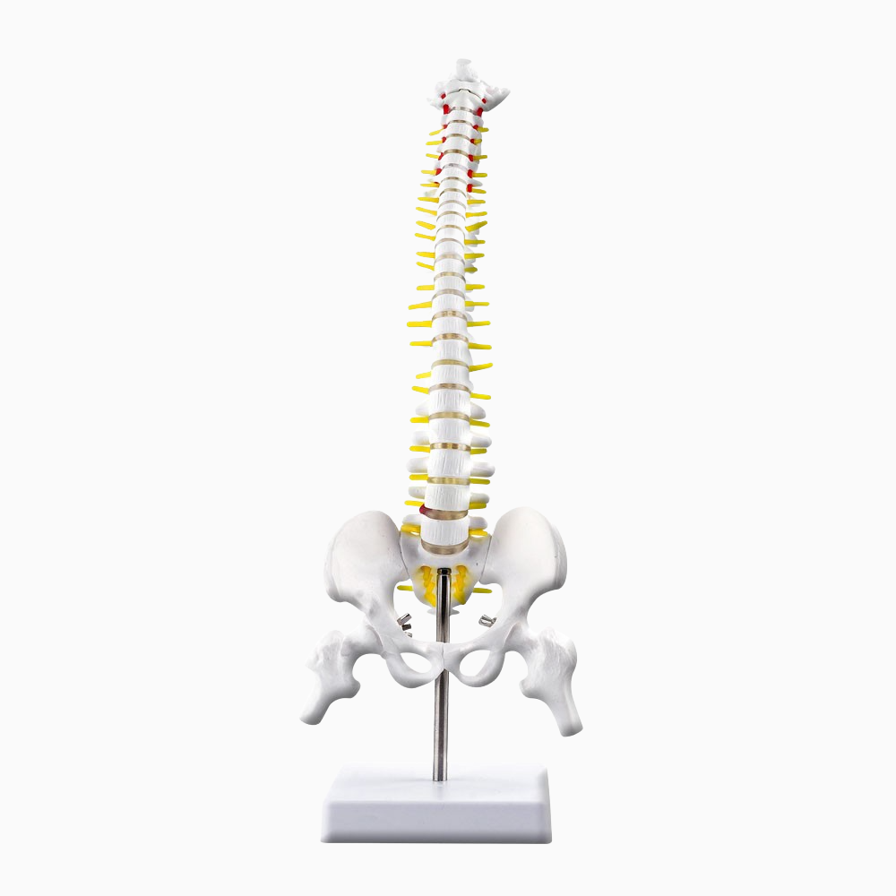 카르빈 척추모형 디테일 요추 경추 45cm - 상품 이미지