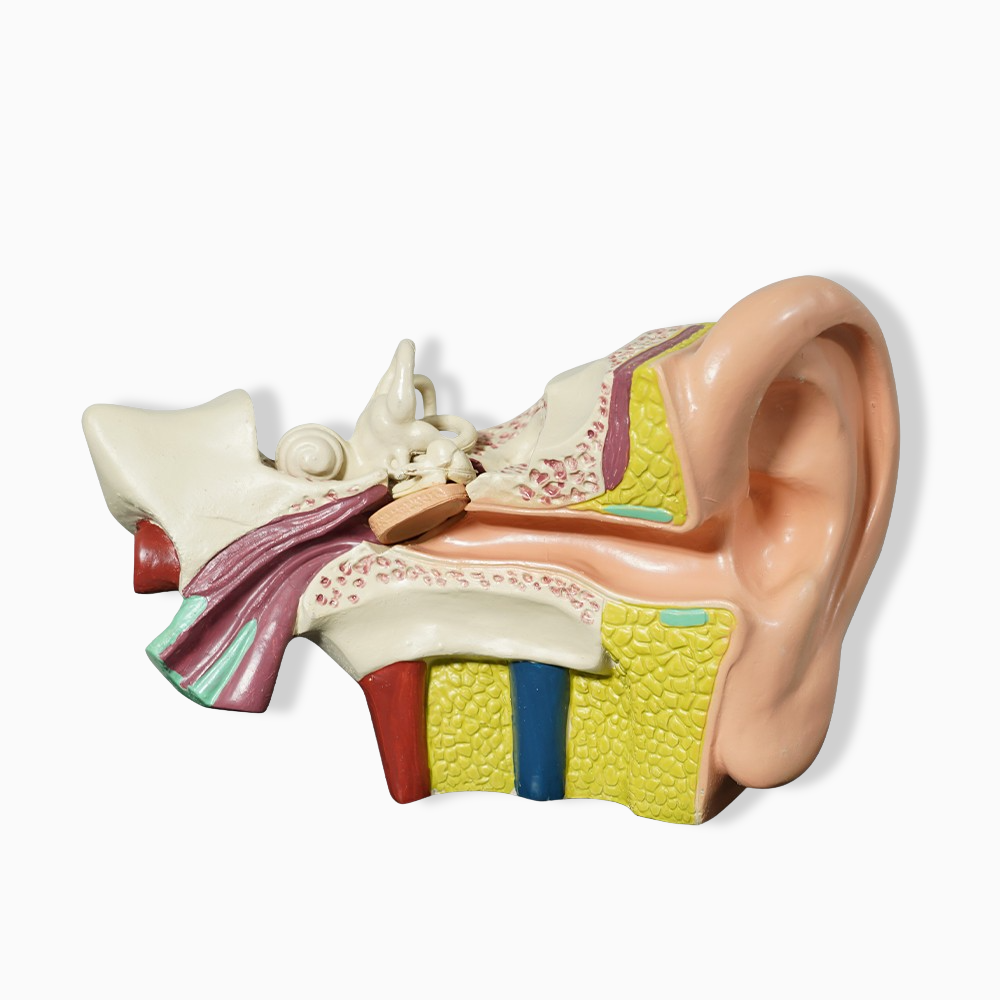 카르빈 귀모형 내부 인체 모형 해부 (3배확대) 이미지 1