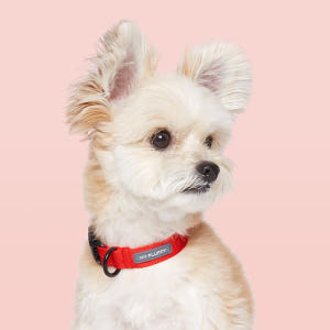 마이플러피 강아지목줄 애견목줄 소형견 중형견 베이직 칼라 솔직 후기 | 실제 사용자 리뷰 총정리 - 상품 이미지 3