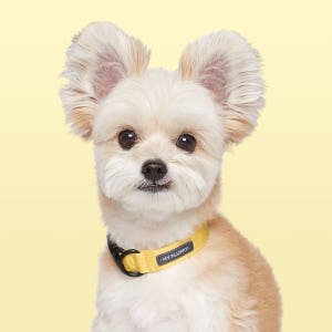 마이플러피 강아지목줄 애견목줄 소형견 중형견 베이직 칼라 솔직 후기 | 실제 사용자 리뷰 총정리 - 상품 이미지 2