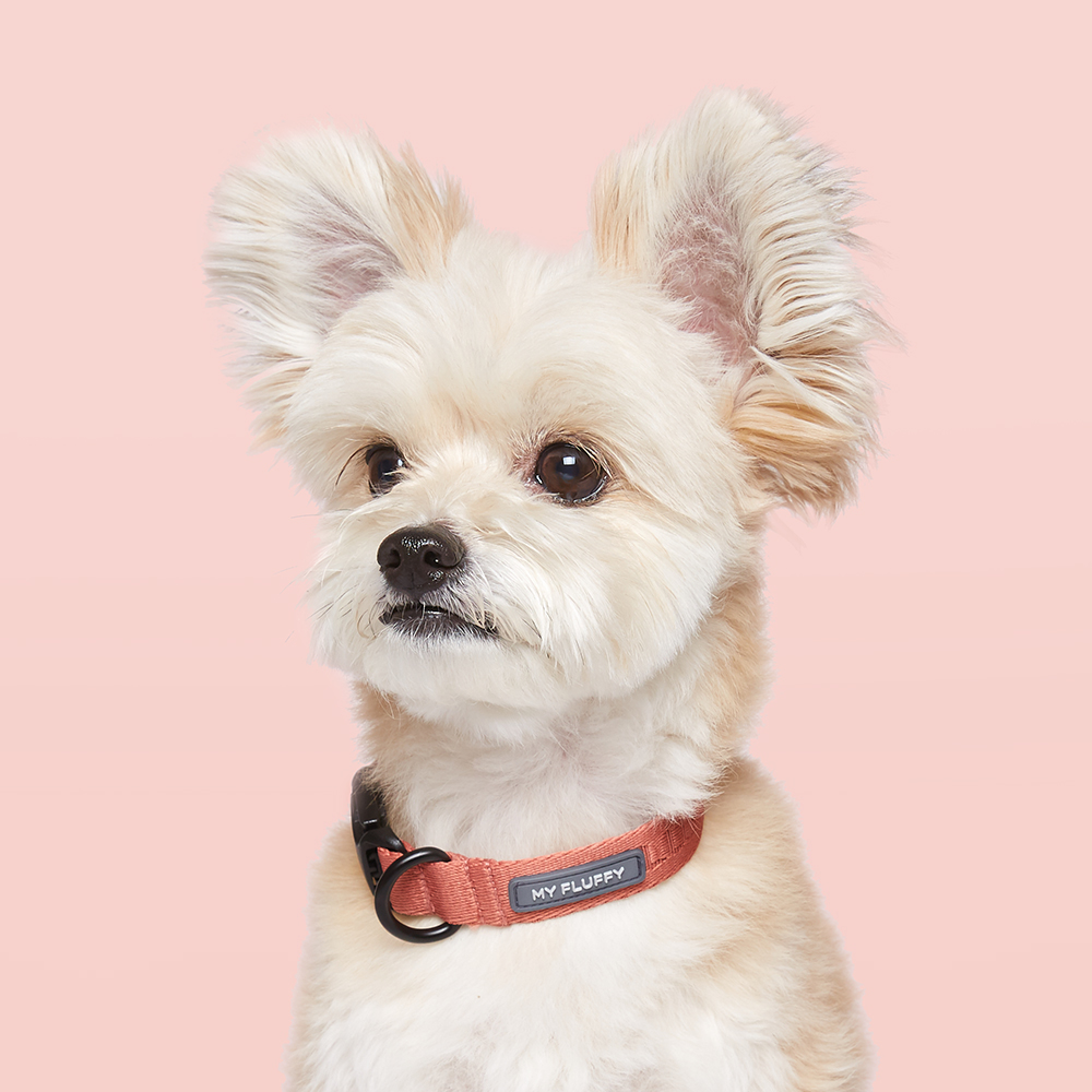 마이플러피 강아지목줄 애견목줄 소형견 중형견 베이직 칼라 이미지 4