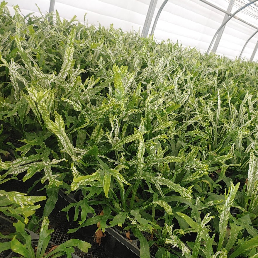 아마그리스 칼라데아 그레이스타 실버스타 실내공기정화식물 키우기 좋은 쉬운 인테리어