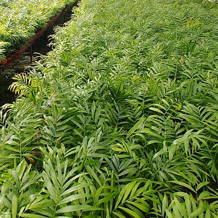 아글라오네마 지리홍 아그라오네마 레드엔젤 - 상세 이미지 2