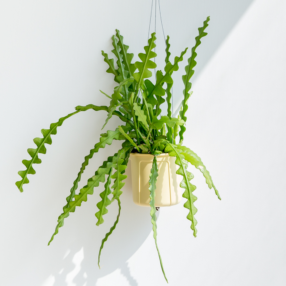 피쉬본 행잉식물 행잉플랜트 덩굴 넝쿨 키우기쉬운 식물 공중 늘어지는 음지 화분 플랜테리어