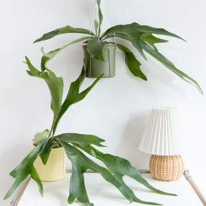 박쥐란 행잉식물 행잉플랜트 덩굴 넝쿨 키우기쉬운 식물 공중 늘어지는 음지... 실사용 후기 | 효과 있을까? - 상품 이미지 1