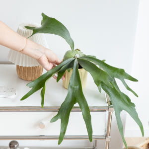 박쥐란 행잉식물 행잉플랜트 덩굴 넝쿨 키우기쉬운 식물 공중 늘어지는 음지... 실사용 후기 | 효과 있을까? - 상품 이미지 3