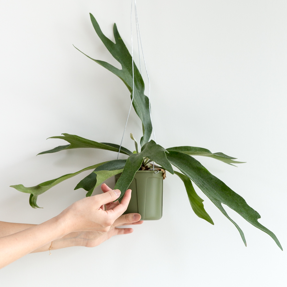 박쥐란 행잉식물 행잉플랜트 덩굴 넝쿨 키우기쉬운 식물 공중 늘어지는 음지 화분 플랜테리어 이미지 2