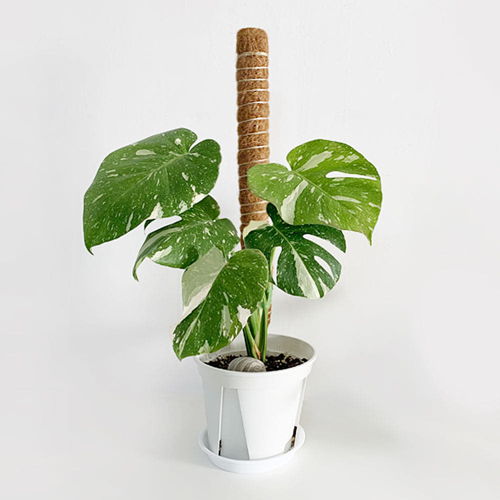 플레노 수태봉 몬스테라 화분 식물지지대 연결형 코코봉 플라스틱 슬림 40cm - 최저가 3,700원