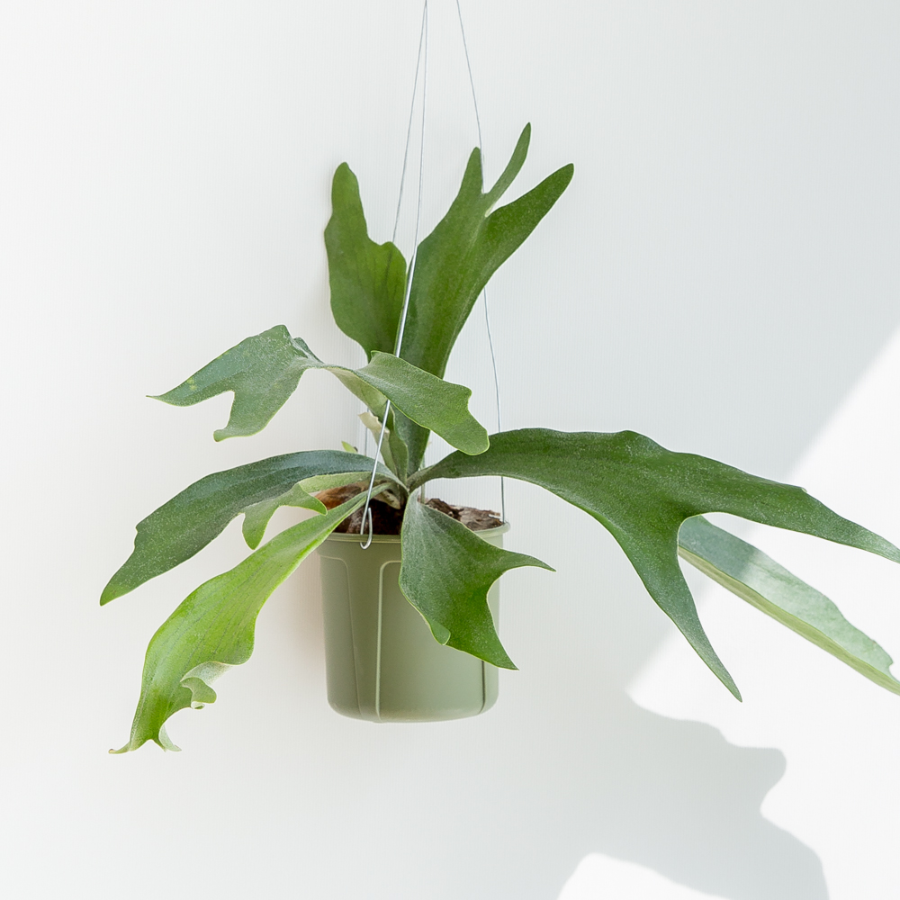 박쥐란 행잉식물 행잉플랜트 덩굴 넝쿨 키우기쉬운 식물 공중 늘어지는 음지 화분 플랜테리어 이미지 4