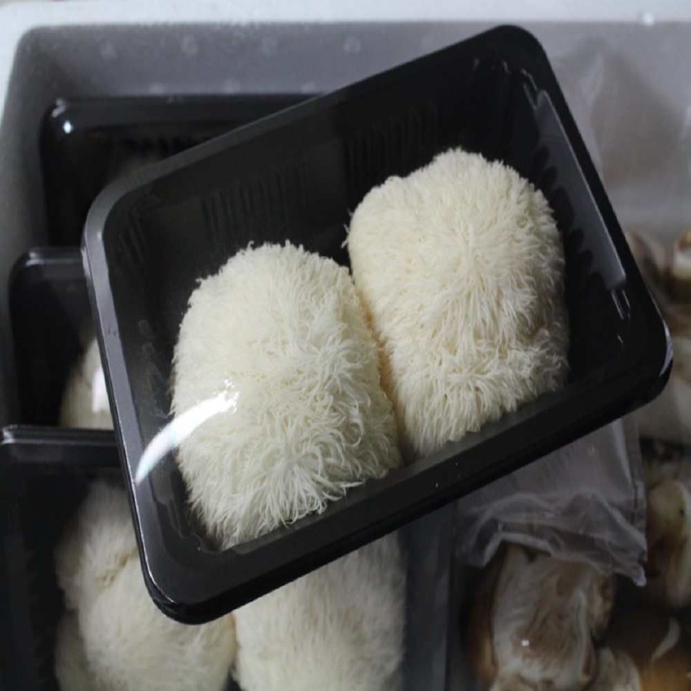 노루궁뎅이버섯 10송이 무농약 생 노루궁댕이 버섯 1kg - 상세 이미지 5