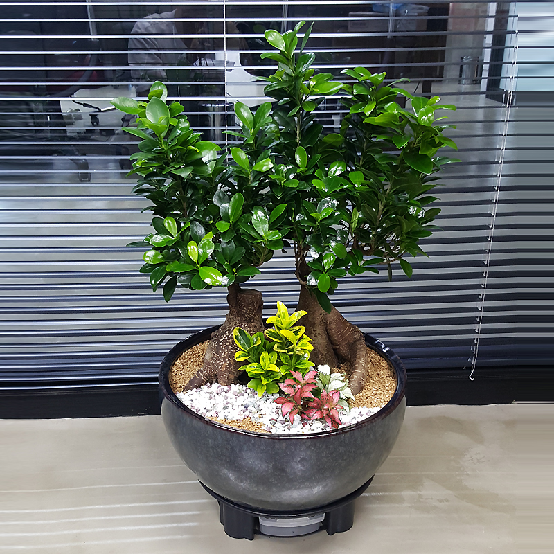 당일전국꽃배달 꽃바구니 생일 근조 축하 화환 개업화분 결혼식 장례식 꽃다발 동양란 서양란