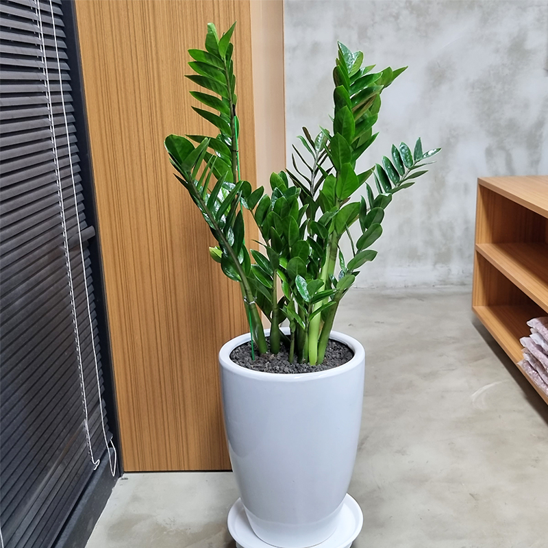 당일전국꽃배달 꽃바구니 생일 근조 축하 화환 개업화분 결혼식 장례식 꽃다발 동양란 서양란