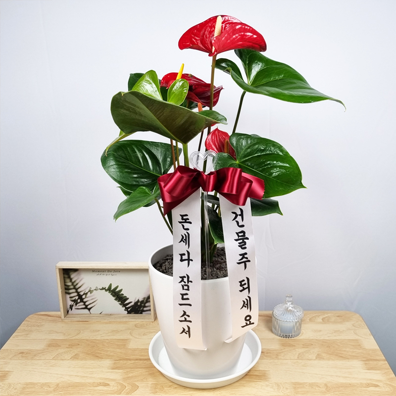 당일전국꽃배달 꽃바구니 생일 근조 축하 화환 개업화분 결혼식 장례식 꽃다발 동양란 서양란