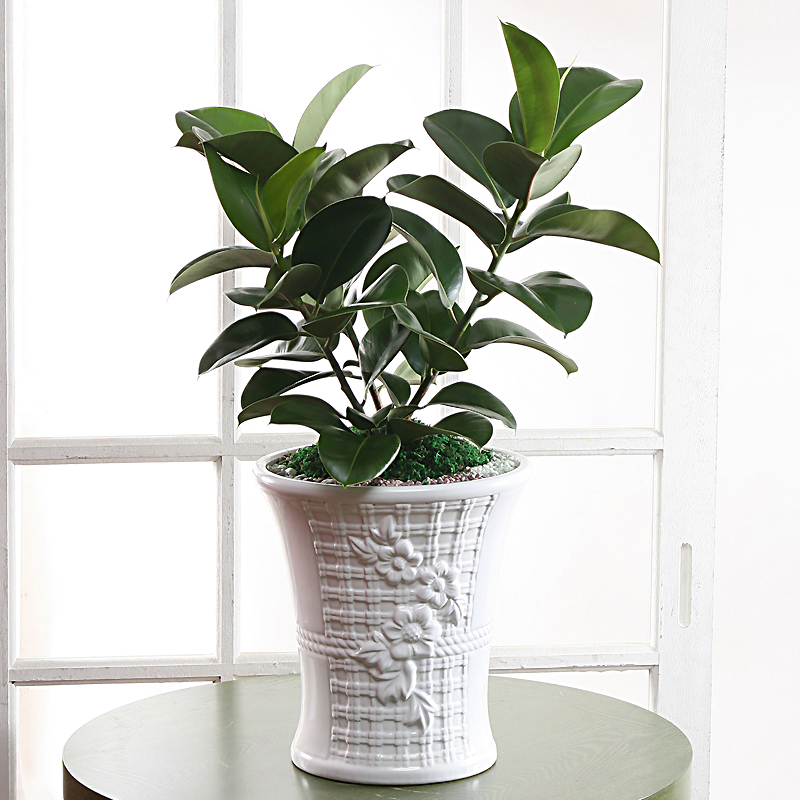 당일전국꽃배달 꽃바구니 생일 근조 축하 화환 개업화분 결혼식 장례식 꽃다발 동양란 서양란