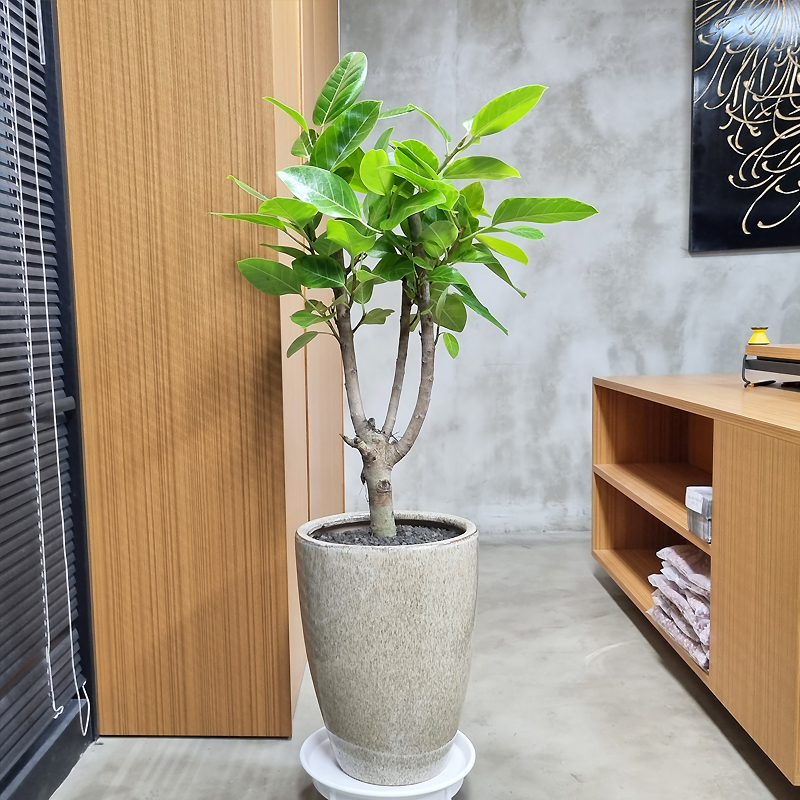 당일전국꽃배달 꽃바구니 생일 근조 축하 화환 개업화분 결혼식 장례식 꽃다발 동양란 서양란