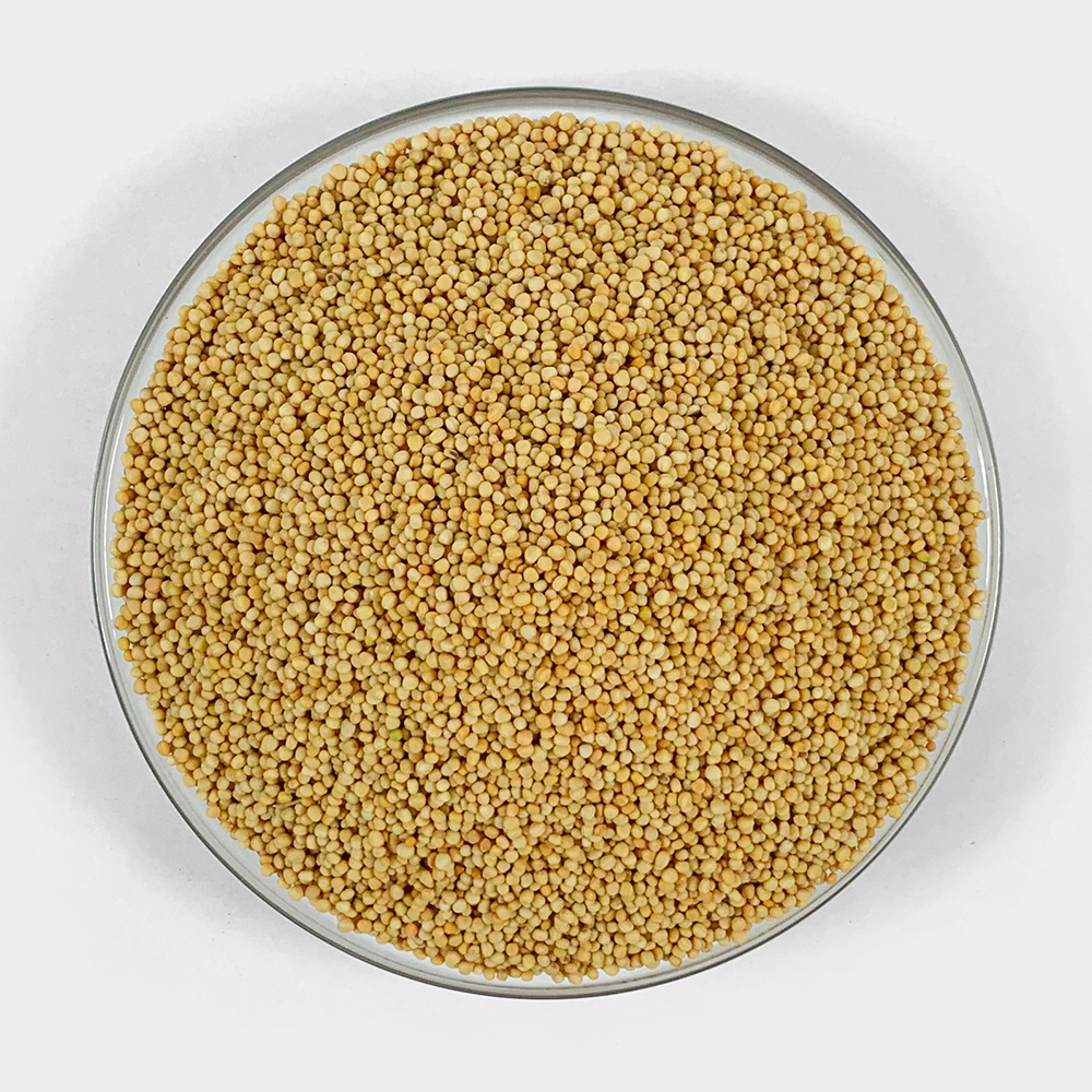 백개자 겨자씨 1kg 백계자 - 상세 이미지 3