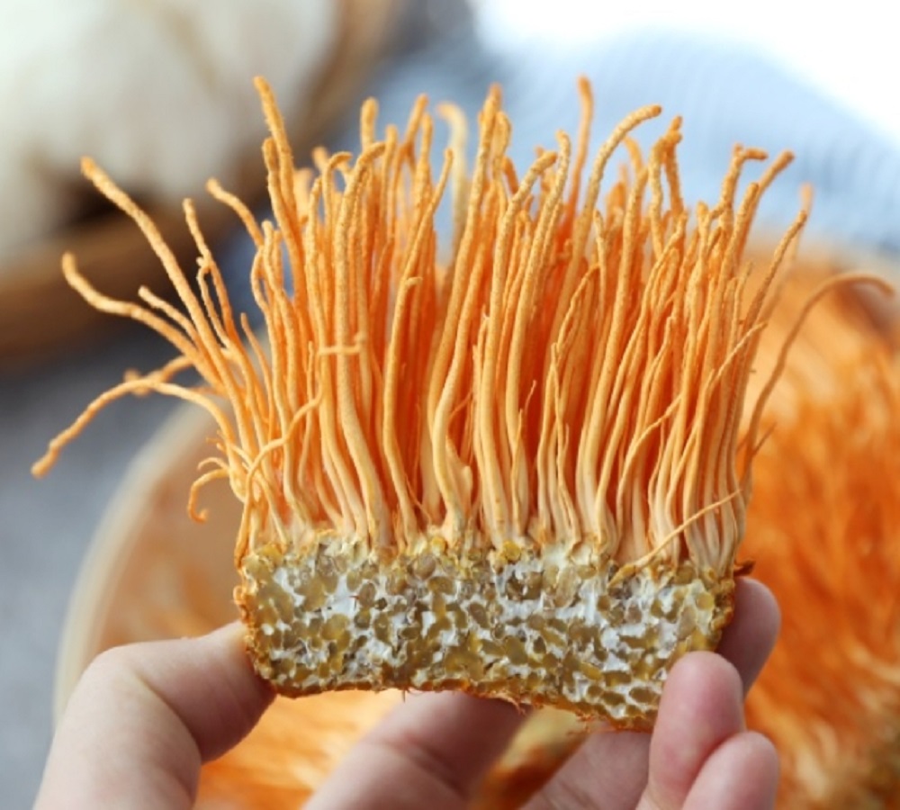 현미동충하초 국내산 동충하초 5팩 고급 생 버섯 선물 세트 노루궁뎅이버섯 이미지 3