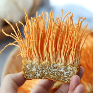 현미동충하초 국내산 동충하초 5팩 고급 생 버섯 선물 세트 노루궁뎅이버섯 맛있게 먹은 솔직 후기 - 상품 이미지 3