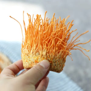 현미동충하초 국내산 동충하초 5팩 고급 생 버섯 선물 세트 노루궁뎅이버섯 맛있게 먹은 솔직 후기 - 상품 이미지 1