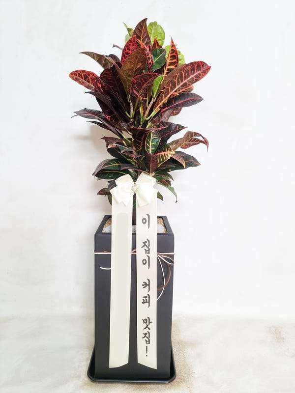 크로톤 (중) 화분 가격 비교 Blossomy 크로톤 (중) 화분