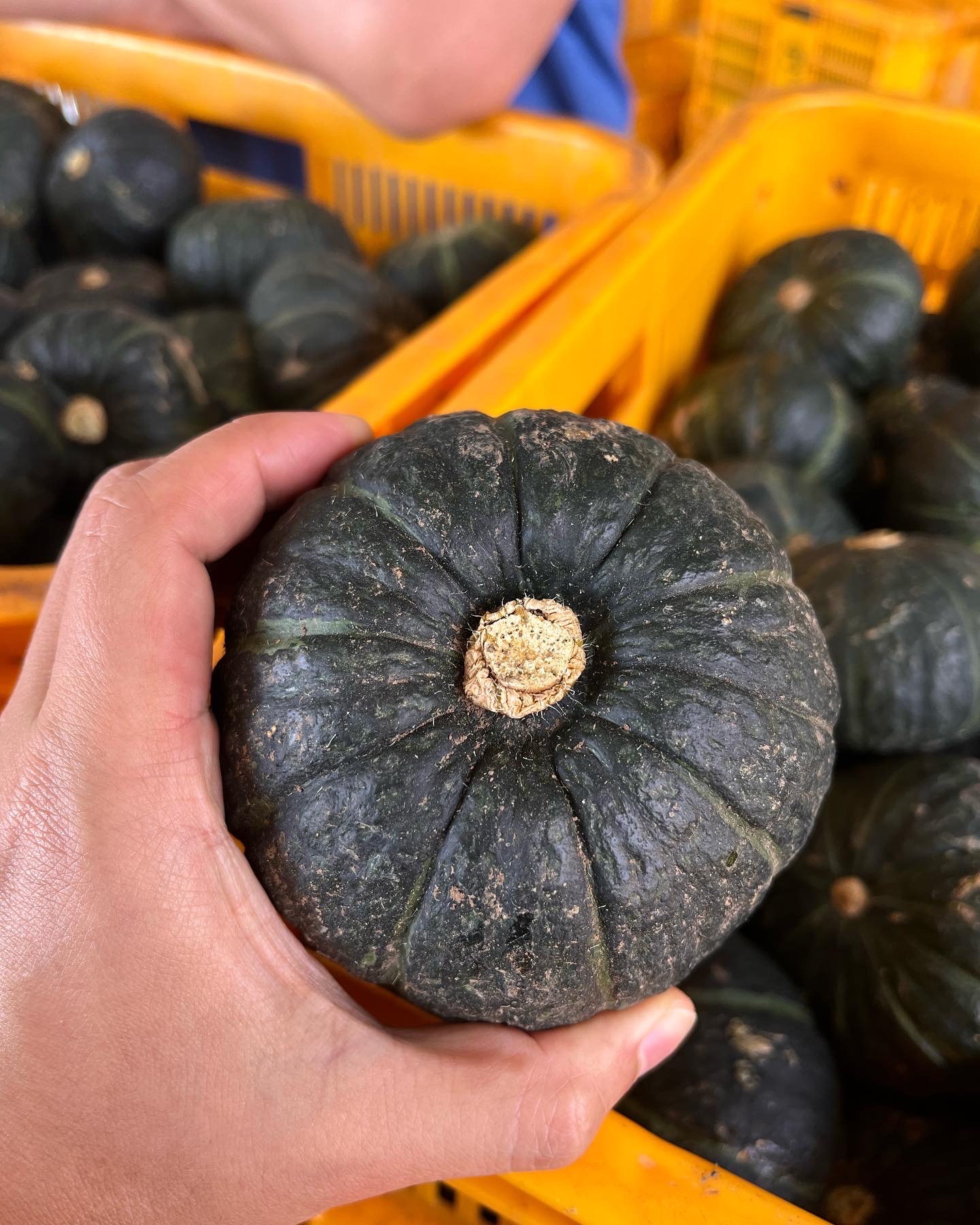 농부형제 제주 미니 보우짱 밤호박 단호박 3kg 5kg - 상세 이미지 5