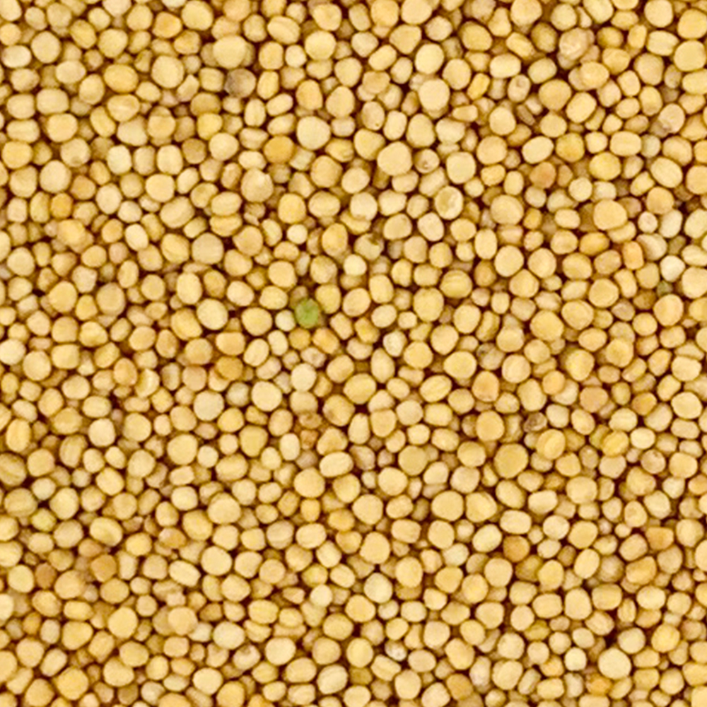 백개자 겨자씨 1kg 백계자 - 상세 이미지 4