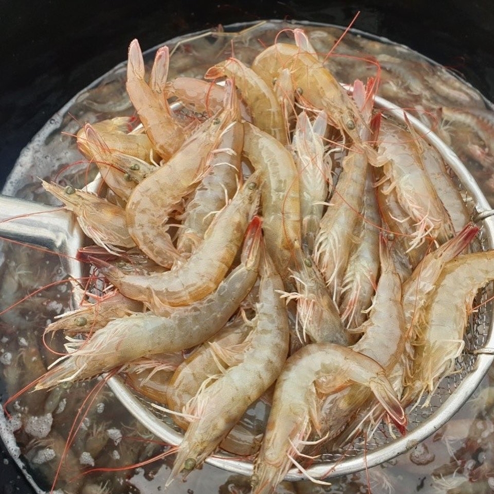 국산 활새우 제철 신안 흰다리새우 새우철 생새우 왕새우 회 500g 1kg 상품 이미지