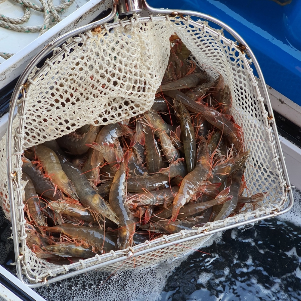 국산 활새우 제철 신안 흰다리새우 새우철 생새우 왕새우 회 500g 1kg 상품 이미지