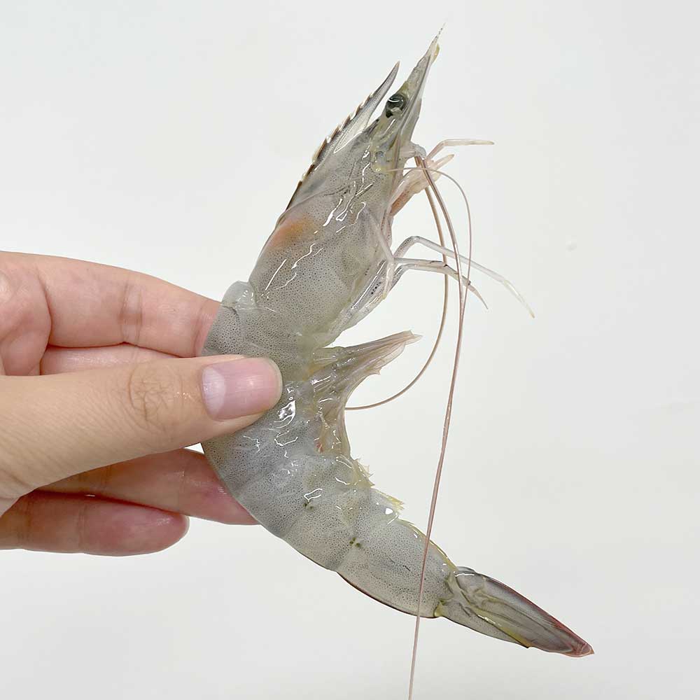 산지직송 국산 흰다리새우 생물 활새우 1kg - 상세 이미지 3
