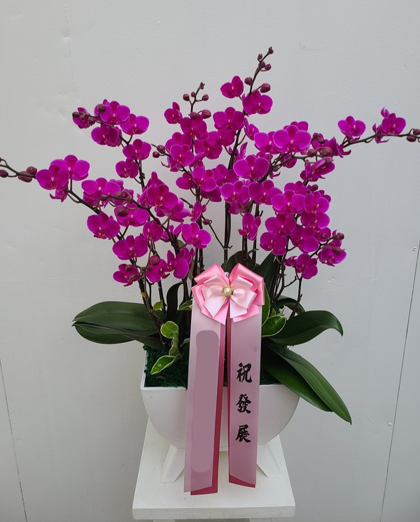 분홍 만천홍 (대) 칠순 팔순 서양난 서양란 취임 영전 회장 인사이동 축하 당일 난배송