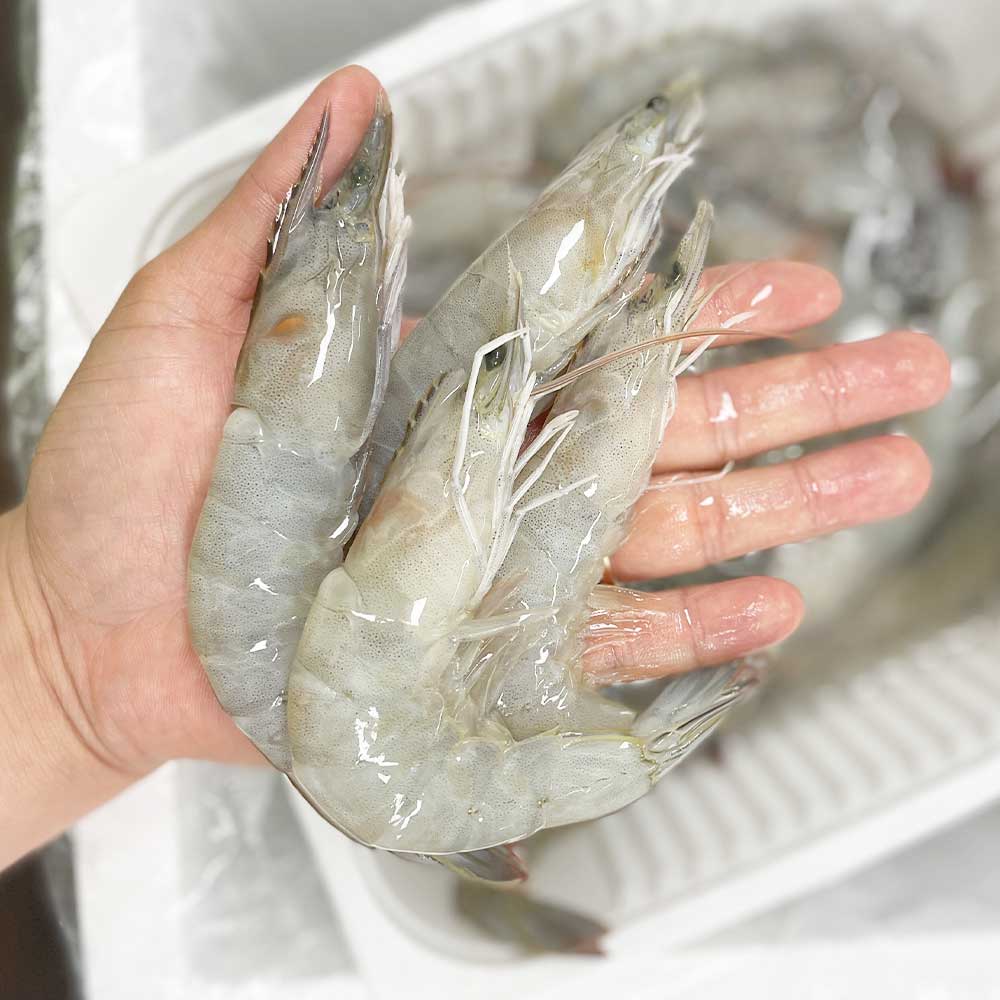 산지직송 국산 흰다리새우 생물 활새우 1kg - 상품 이미지