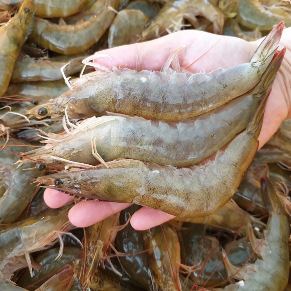 국산 활새우 제철 신안 흰다리새우 새우철 생새우 왕새우 회 500g 1kg 상품 이미지