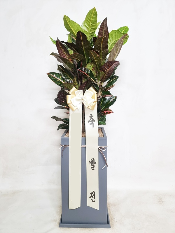 크로톤 (대) 이사 확장 악취제거 증산작용 실내 공기정화 개업 승진 축하 당일 화분 배달