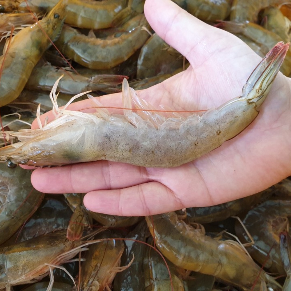 국산 활새우 제철 신안 흰다리새우 새우철 생새우 왕새우 회 500g 1kg 상품 이미지