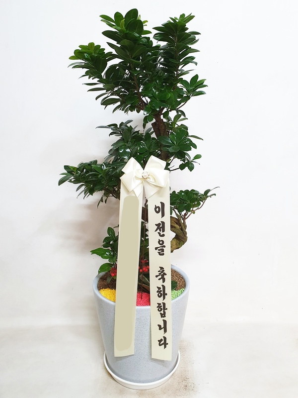 가지마루 (대) 번영 번창 승진 집들이 영전 개업 고급 S자형 공기정화 먼지제거 가습식물 - 상품 이미지