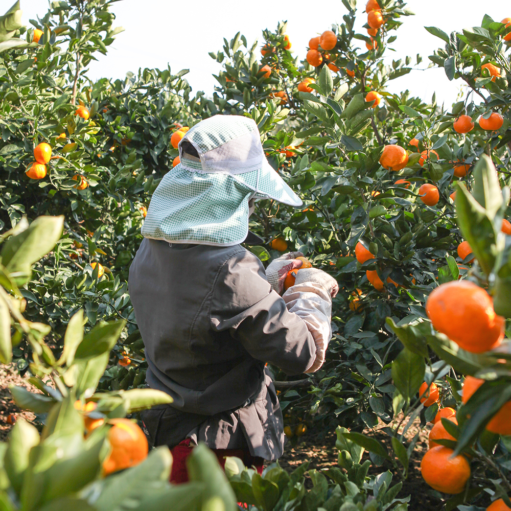 프레쉬하임 제주도 서귀포 고당도 황금향 청귤 노지 타이벡 하우스 감귤 귤 1Kg 산지직송