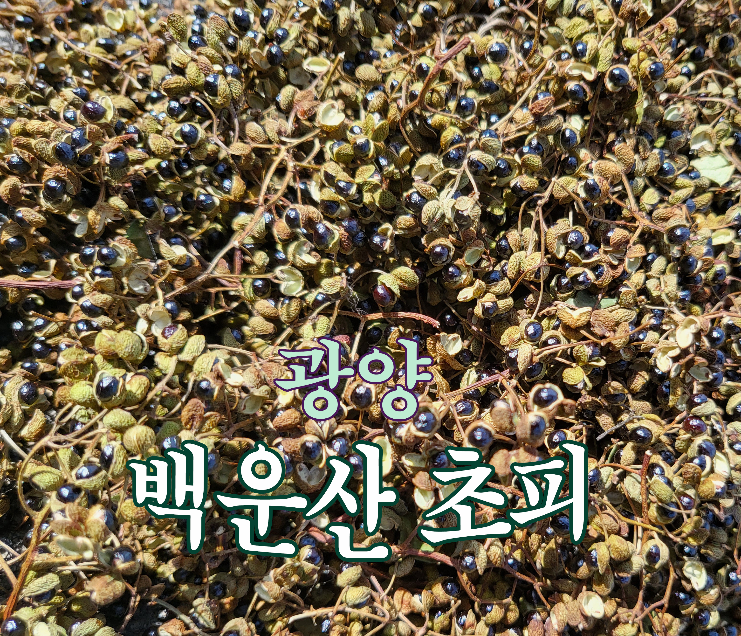 광양 백운산 초피 제피 젠피 천초 100g - 상세 이미지 2