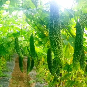 참유원 친환경 유기농 여주즙 50팩 맛있게 먹은 솔직 후기 - 상품 이미지 4