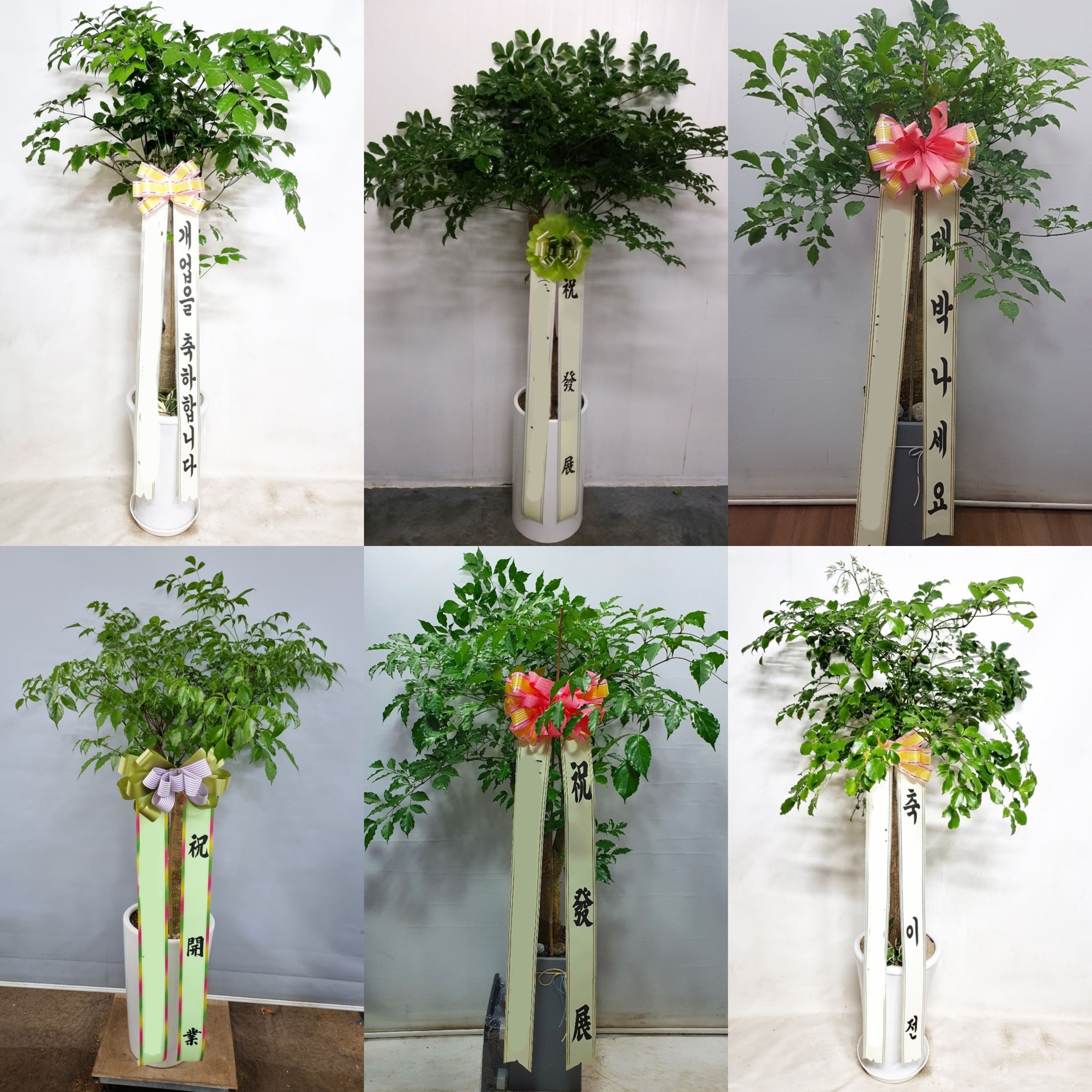 해피트리 (특대) 행복나무 카페 개업 오픈 이사 집들이 사무실 공장 확장 승진 화분 배송